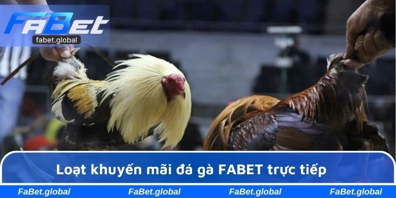 Các gói ưu đãi nổi bật tại sảnh đá gà FABET